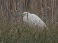Ägretthäger (Egretta alba) Great Egret