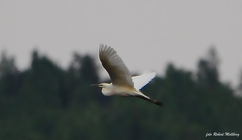Ägretthäger (Egretta alba) Great Egret