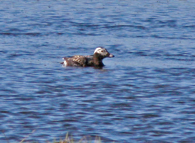 Alfågel (Clangula hyemalis) Long-tailed Duck 
