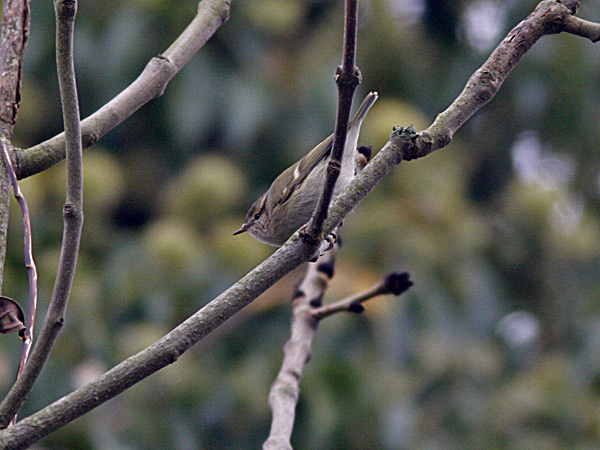 Bergtajgasångare (Phylloscopus humei) Hume's Leaf Warbler