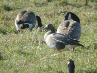 Bläsgås (Anser albifrons) Greater White-fronted Goose