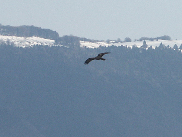 Brun glada (Milvus migrans) Black Kite