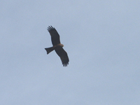 Brun glada (Milvus migrans) Black Kite