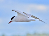 Fisktärna (Sterna hirundo) Common Tern