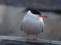 Fisktärna (Sterna hirundo) Common Tern