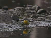 Forsärla (Motacilla cinerea) Grey Wagtail