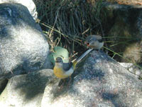 Forsärla (Motacilla cinerea) Grey Wagtail