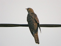 Gk (Cuculus canorus) Common Cuckoo