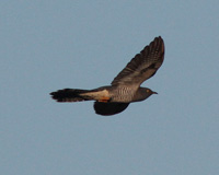 Gk (Cuculus canorus) Common Cuckoo