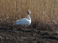 Grågås (Anser anser) Greylag Goose