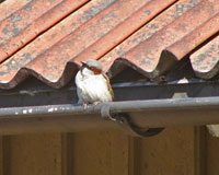 Gråsparv (Passer domesticus) House Sparrow