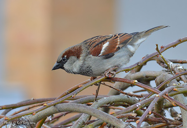 Gråsparv (Passer domesticus) House Sparrow