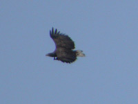 Havsörn (Haliaeetus albicilla) White-tailed Eagle