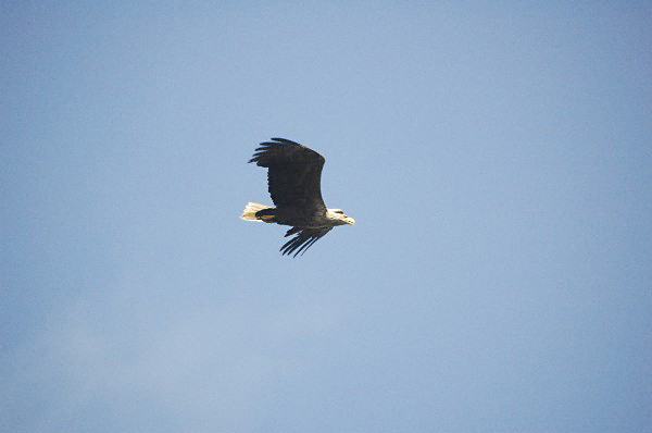 Havsörn (Haliaeetus albicilla) White-tailed Eagle