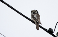 Hkuggla (Surnia ulula) Northern Hawk Owl