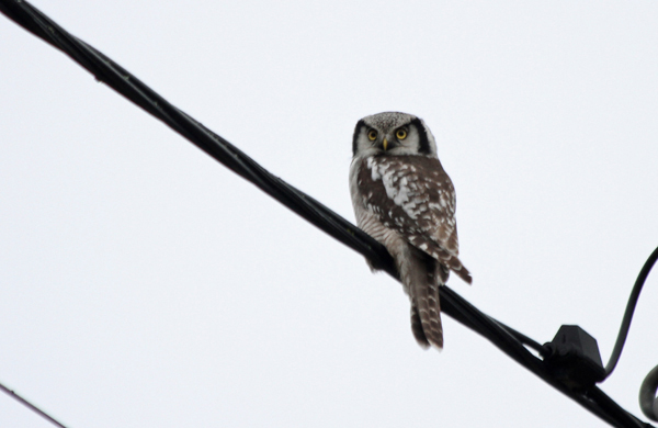 Hkuggla (Surnia ulula) Northern Hawk Owl
