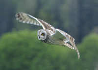 Jorduggla (Asio flammeus) Short-eared Owl
