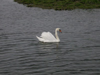 Knölsvan (Cygnus olor) Mute Swan