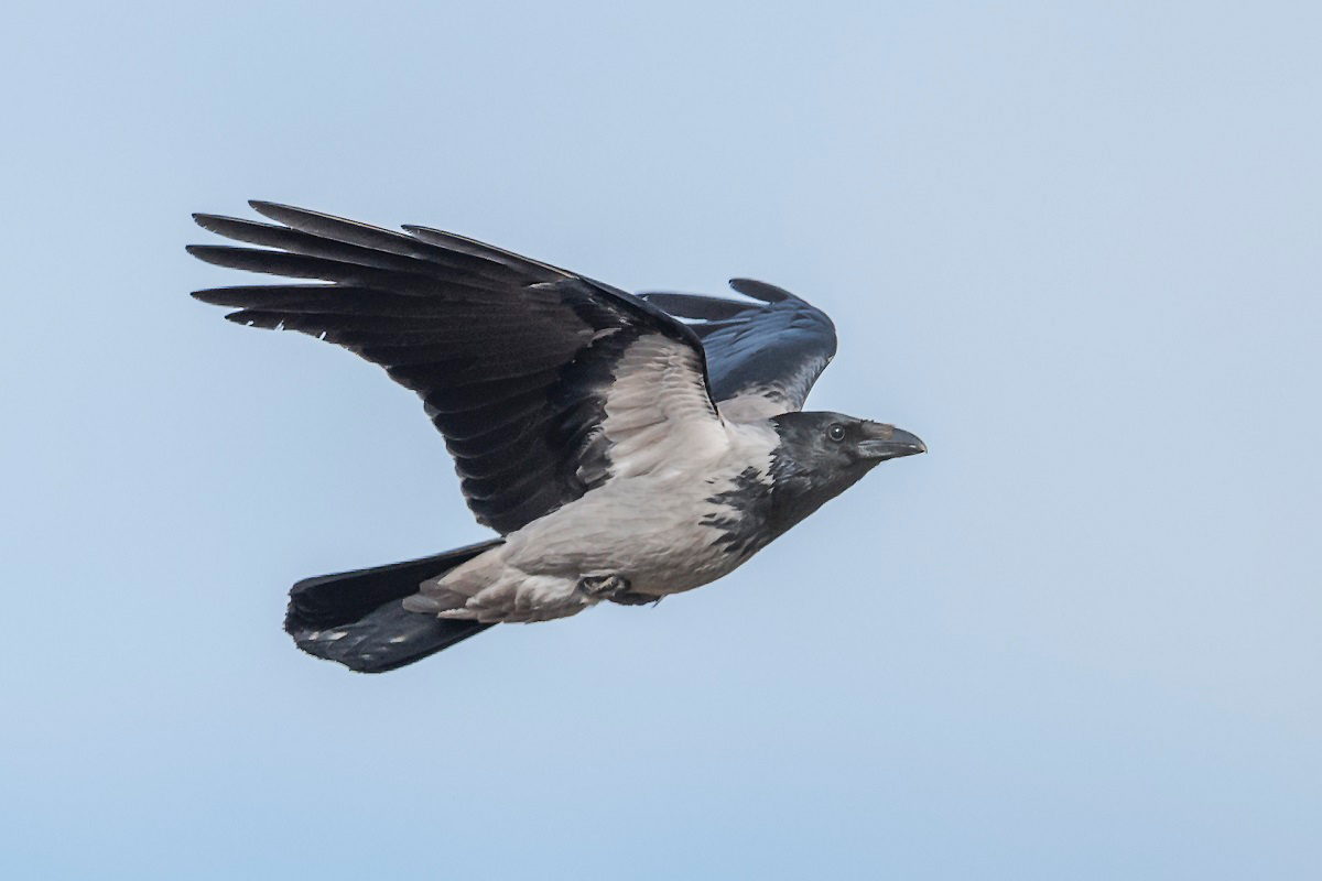 Kråka (Corvus corone) Carrion Crow 
