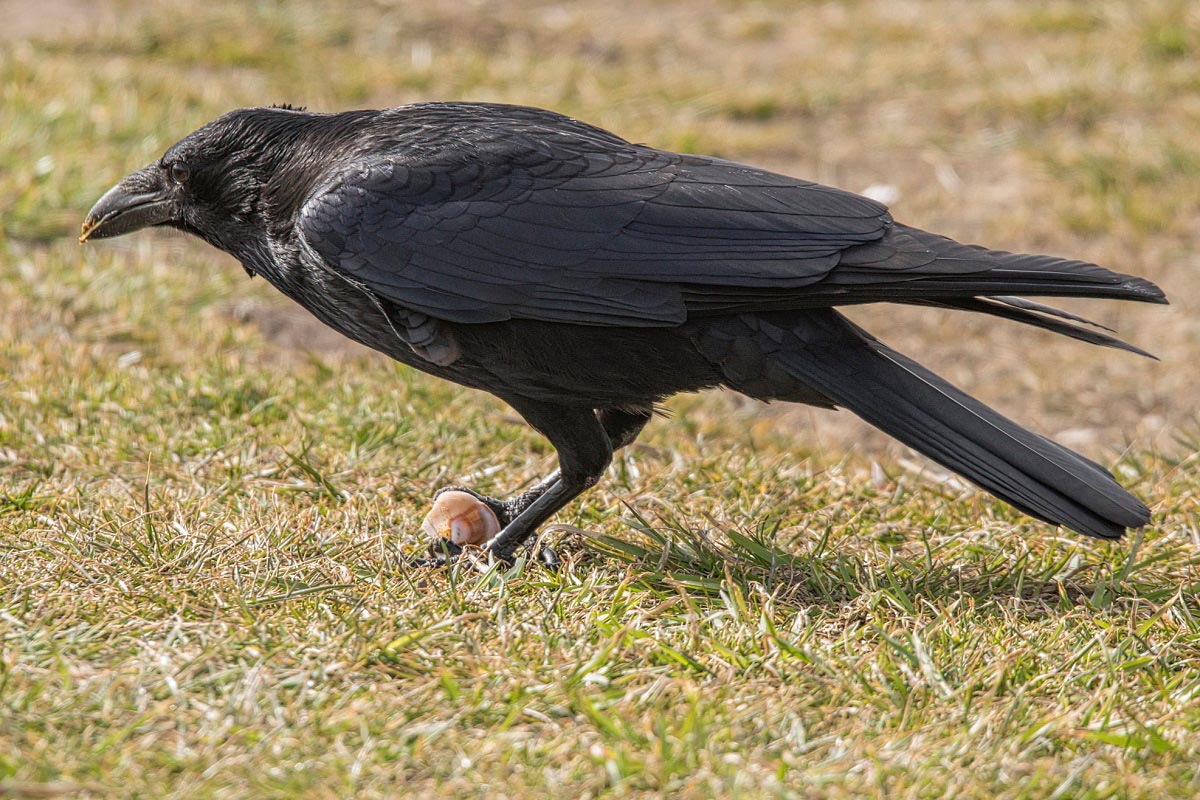 Kråka (Corvus corone) Carrion Crow 