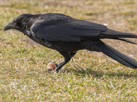 Kråka (Corvus corone) Carrion Crow
