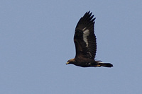 Kungsrn (Aquila chrysaetos) Golden Eagle