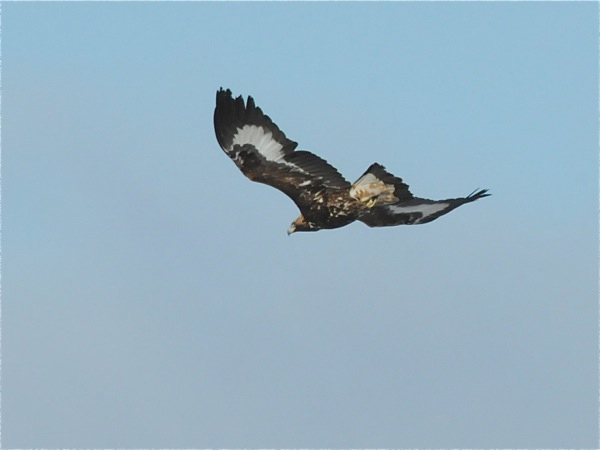 Kungsörn (Aquila chrysaetos) Golden Eagle 