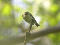 Lundsngare (Phylloscopus trochiloides) Greenish Warbler
