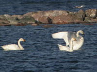 Mindre sångsvan (Cygnus columbianus) Tundra Swan