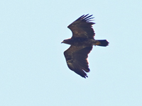 Mindre skrikrn (Aquila pomarina) Lesser Spotted Eagle 