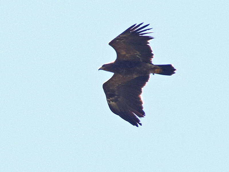 Mindre skrikörn (Aquila pomarina) Lesser Spotted Eagle 