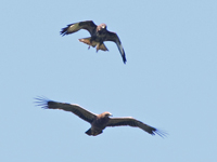 Mindre skrikrn (Aquila pomarina) Lesser Spotted Eagle 