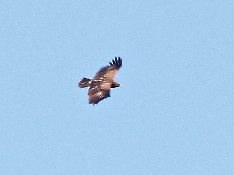 Mindre skrikörn (Aquila pomarina) Lesser Spotted Eagle 