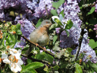 Moltonisångare (Sylvia subalpina) Moltoni's Warbler 
