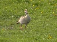 Nilgås (Alopochen aegyptiaca) Egyptian Goose