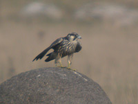 Pilgrimsfalk (Falco peregrinus) Peregrine Falcon 