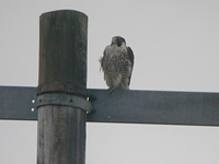 Pilgrimsfalk (Falco peregrinus) Peregrine Falcon 