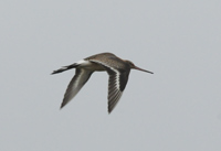 Rdspov (Limosa limosa) Black-tailed Godwit
