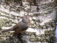 Rödstrupig sångare (Sylvia cantillans) Eastern Subalpine Warbler