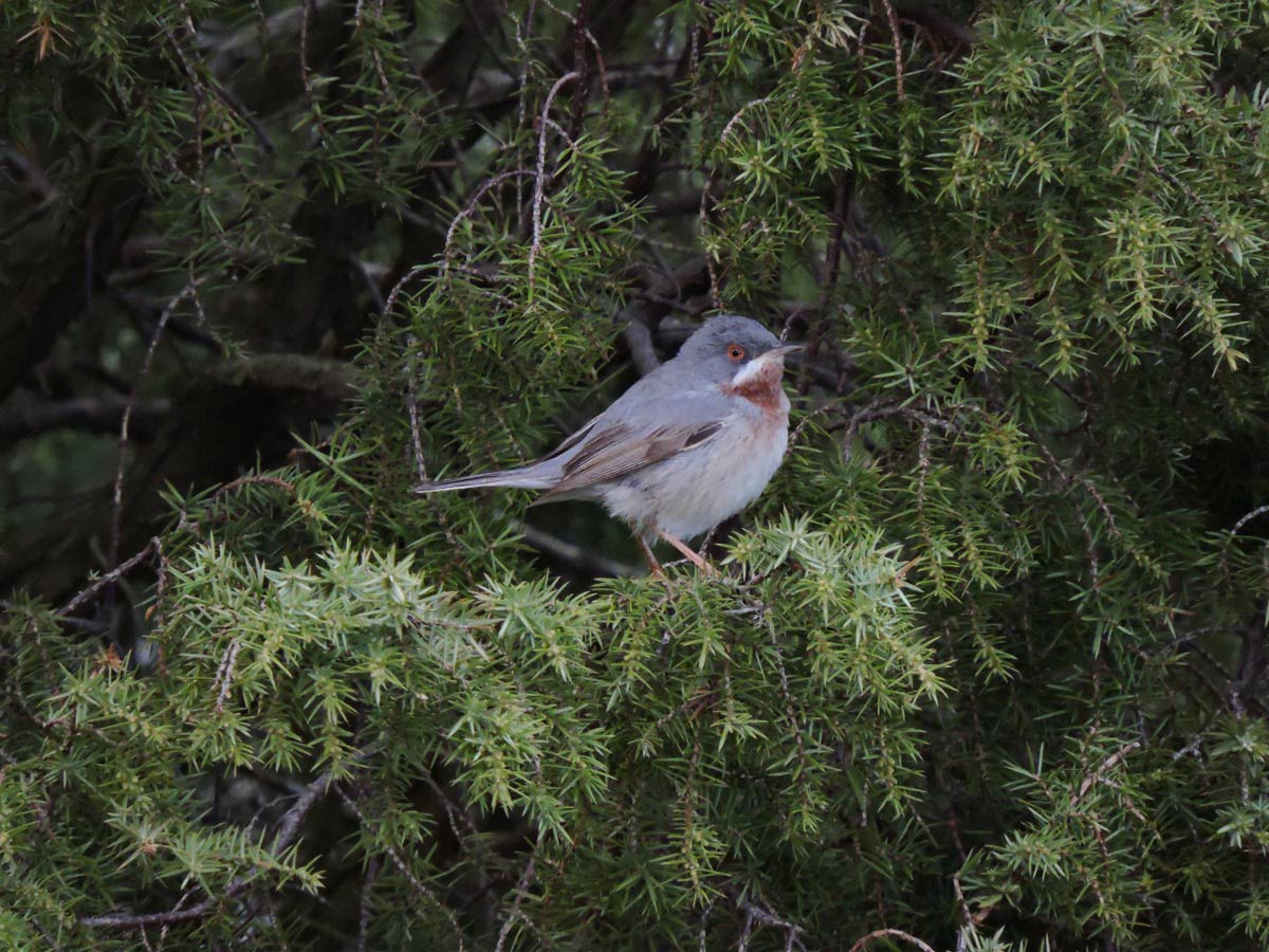 Rödstrupig sångare (Sylvia cantillans) Eastern Subalpine Warbler