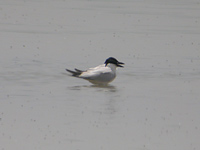 Sandtärna (Gelochelidon nilotica) Gull-billed Tern
