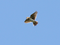 Sånglärka (Alauda arvensis) Eurasian Skylark