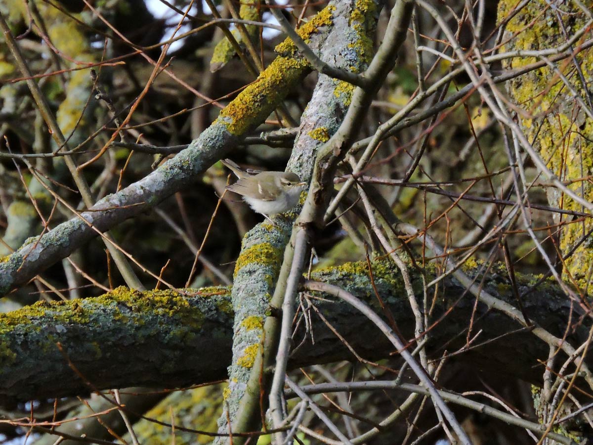 Sibirisk lundsångare (Phylloscopus plumbeitarsus) Two-barred Greenish Warbler