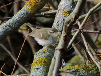 Sibirisk lundsngare (Phylloscopus plumbeitarsus) Two-barred Greenish Warbler