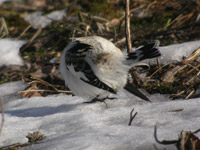Snösparv (Plectrophenax nivalis) Snow Bunting