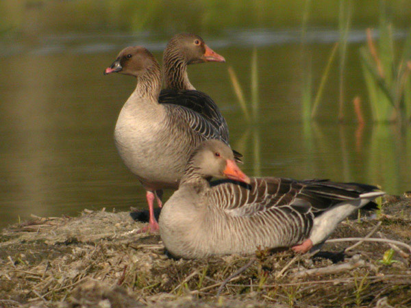 Spetsbergsgås (Anser brachyrhynchus) Pink-footed Goose