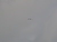 Stäppörn (Aquila nipalensis) Steppe Eagle