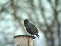 Stare (Sturnus vulgaris) Common Starling
