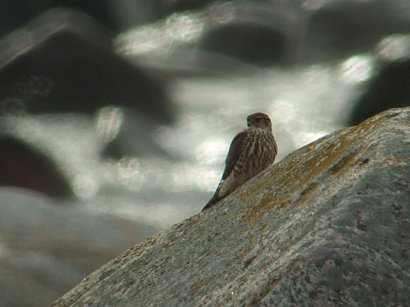 Stenfalk (Falco columbarius) Merlin 