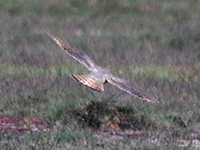 Stenfalk (Falco columbarius) Merlin 